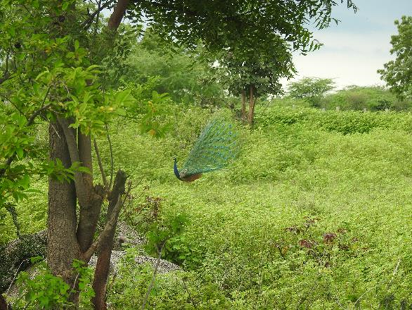 Ecology Biodiversity, GIS & Soil Survey for an exclusive real estate project near Hyderabad