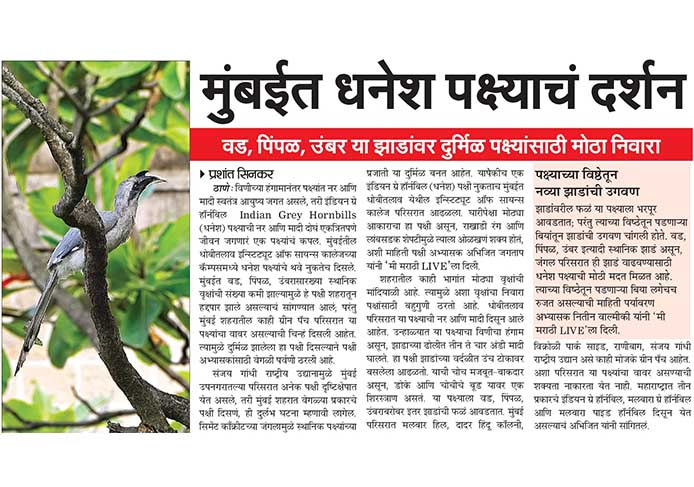 Spring Melody Spring Melody