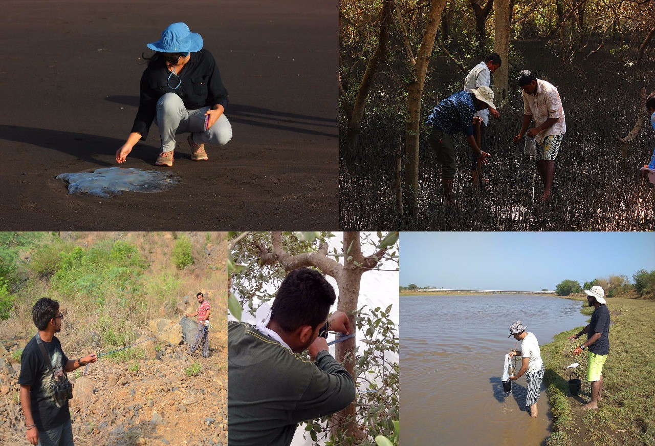 Green grass Green grass